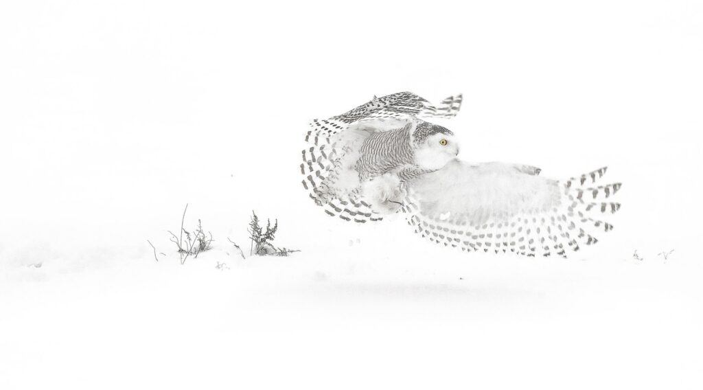 High key image of a Snowy Owl