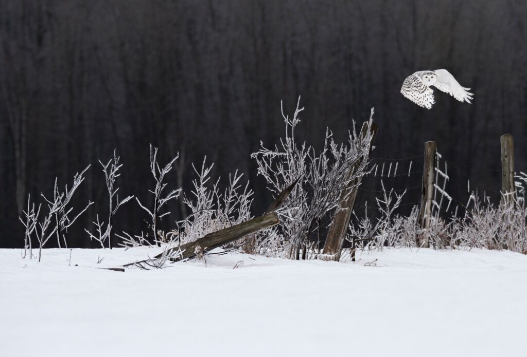 A Snowy owl flies over a fence line in Ontario