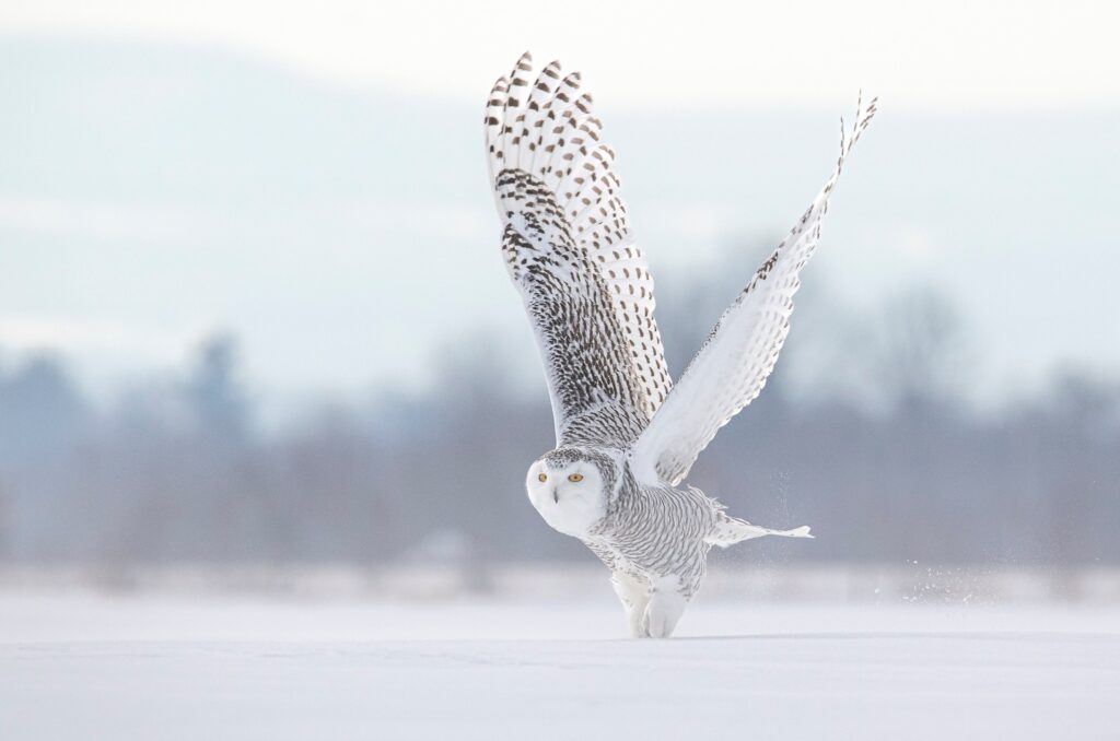The moment a Snowy Owl stretches her wings to fly