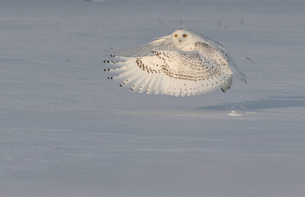 Snowy Owl launches in a farmer's field