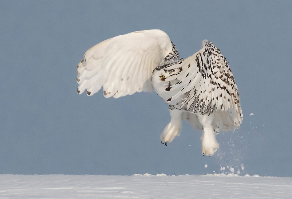 Snowy Owl peeks through her primary feathers as she takes flight