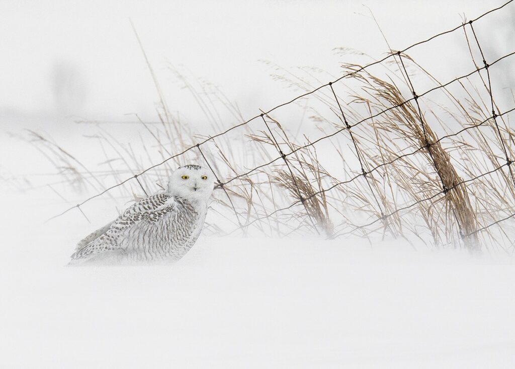 Snowy Owl sits at a fence line in Ontario