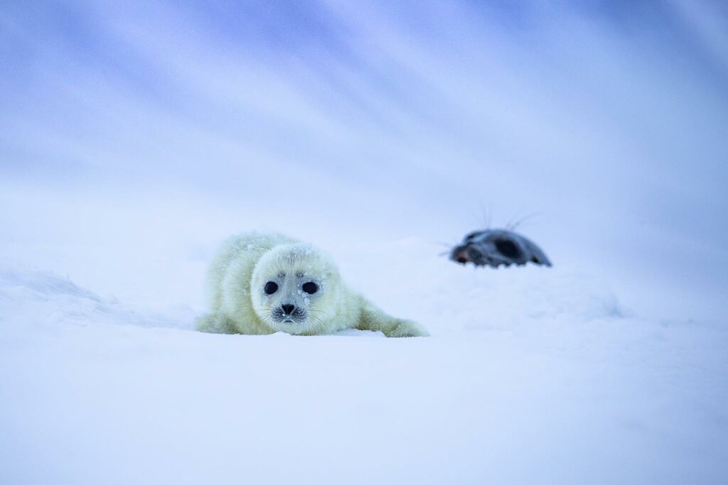 Seal pup in Spitsbergen