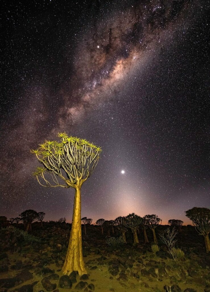 Quiver Tree forest with Milky Way in Namibia