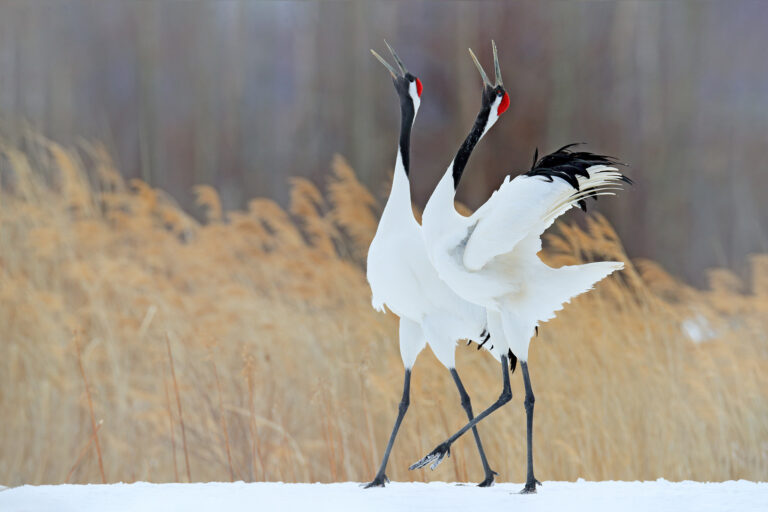 Japanese red-crowned cranes