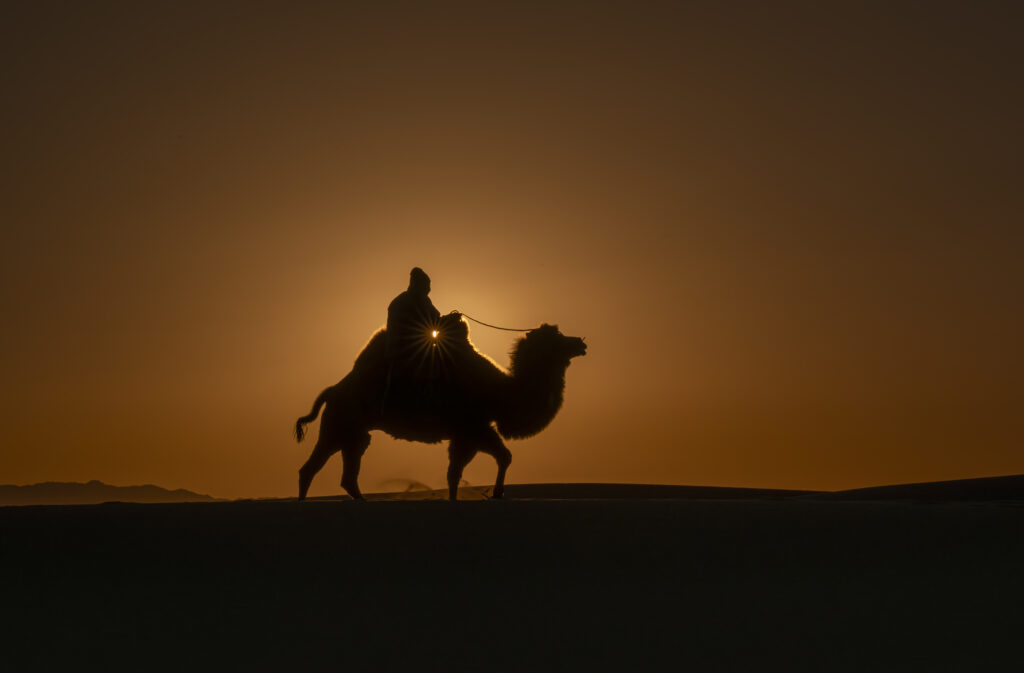 Camel Herder on Dunes At Sunrise in Gobi Desert