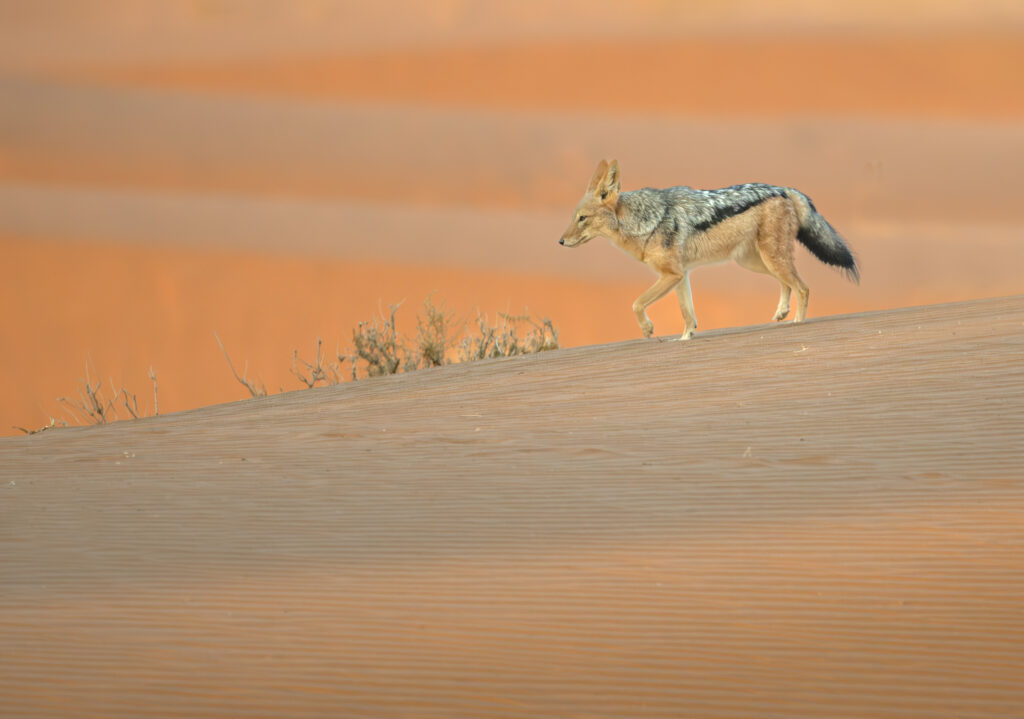 Desert adapted wildlife in namibia