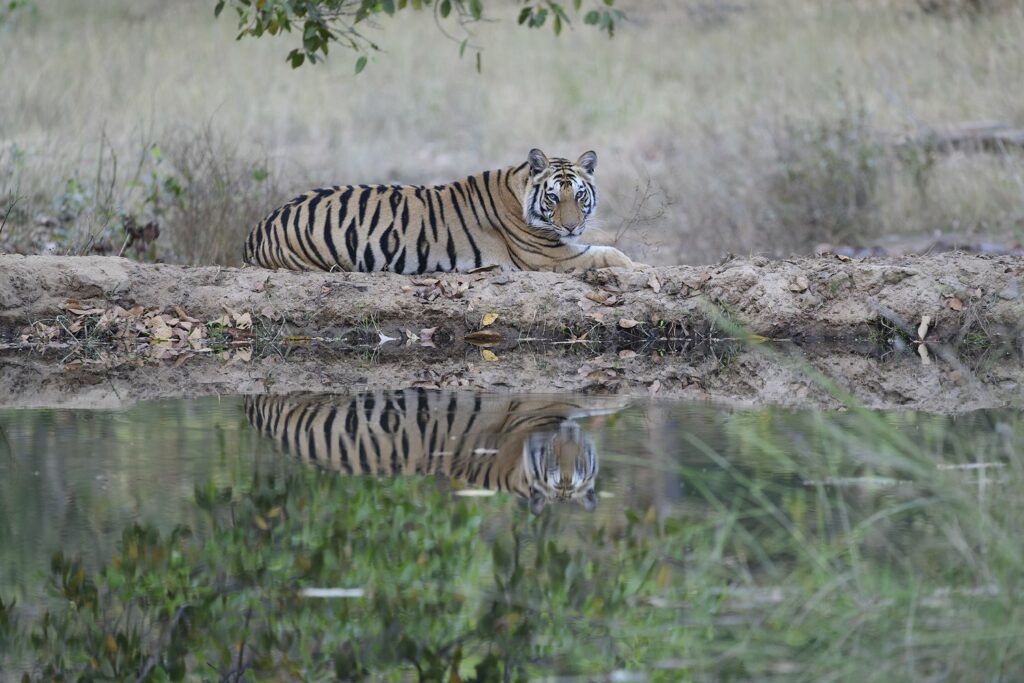 Tiger with reflections in India