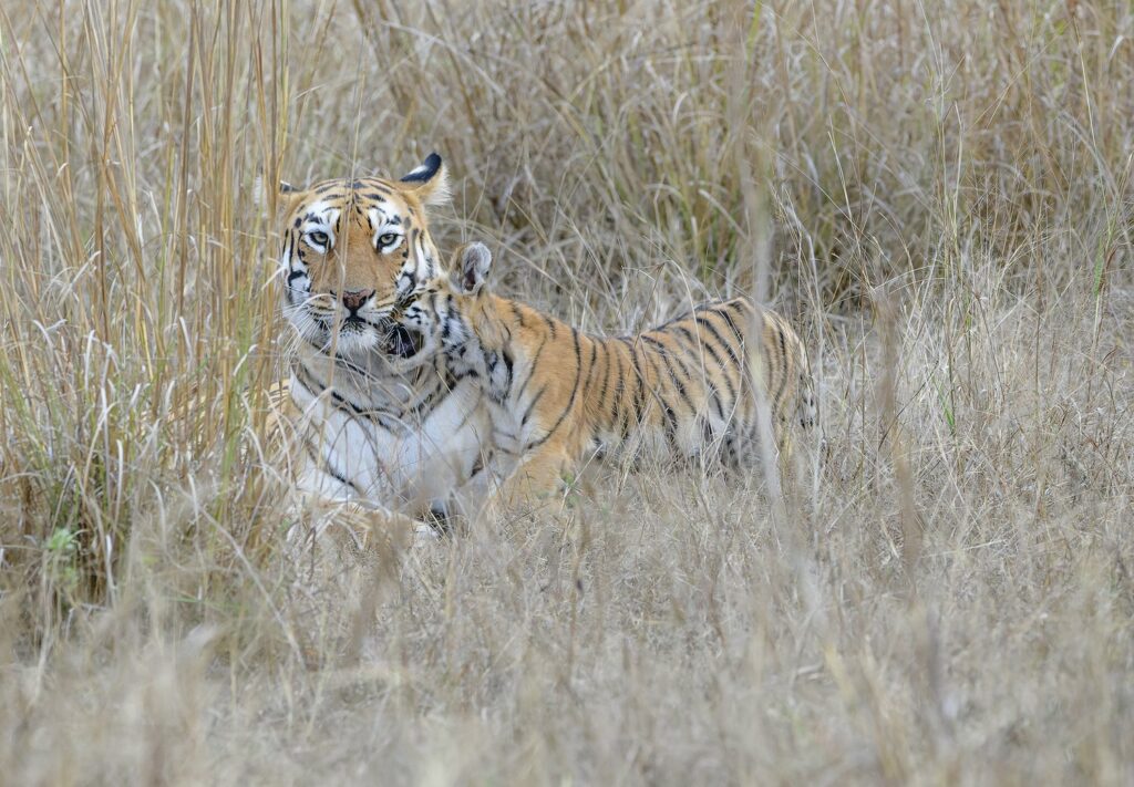Female Tiger and her cub in India