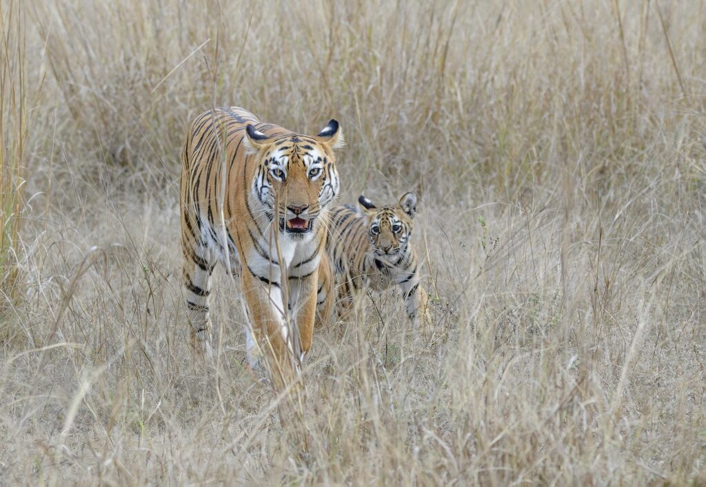 Tiger and cub in India