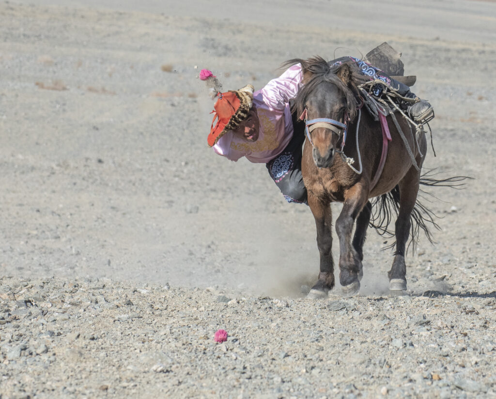 An eagle hunter rides on his horse while picking up rose pedals