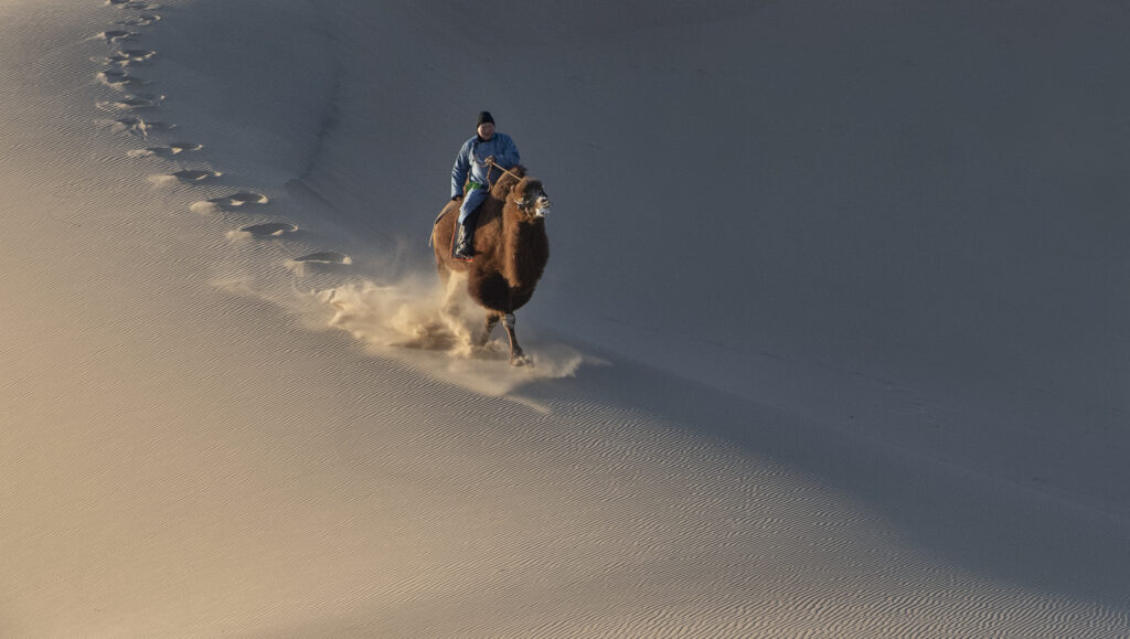 A Camel herder rides down the dunes in Mongolia
