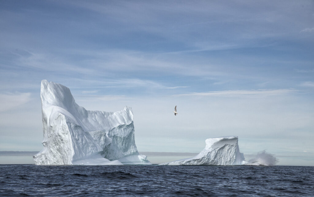 A Gull flies around an iceberg near Bonavista