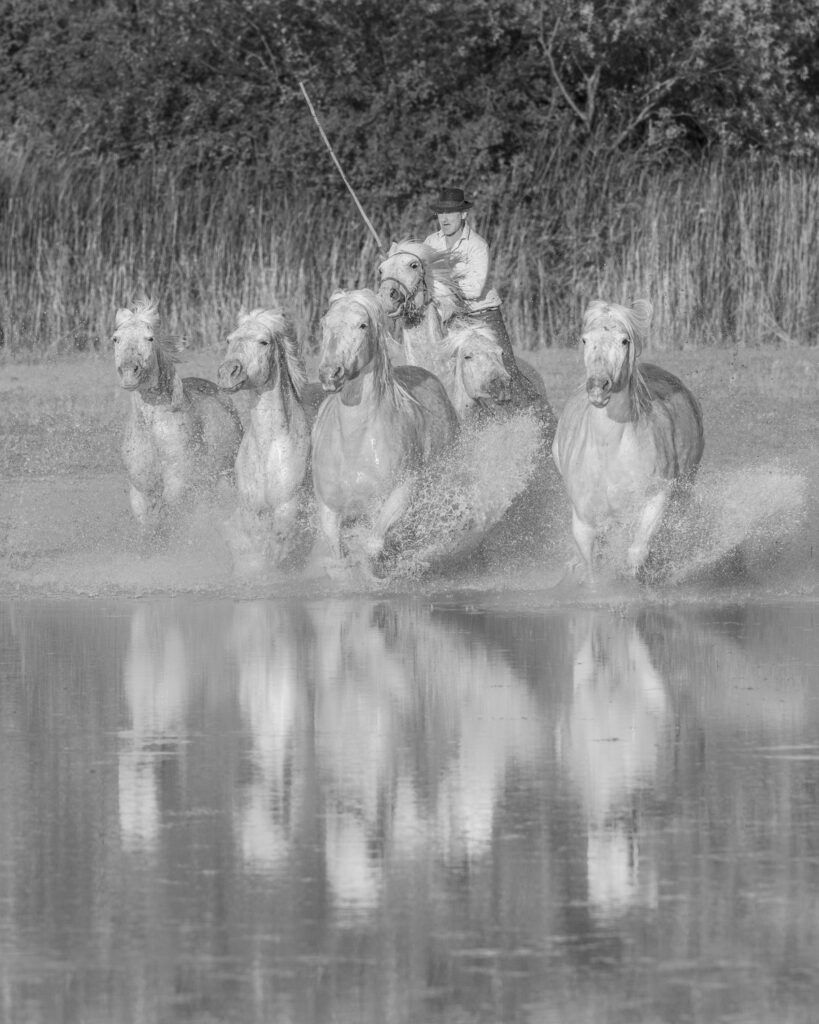 A Gardian runs with his horses in a marsh