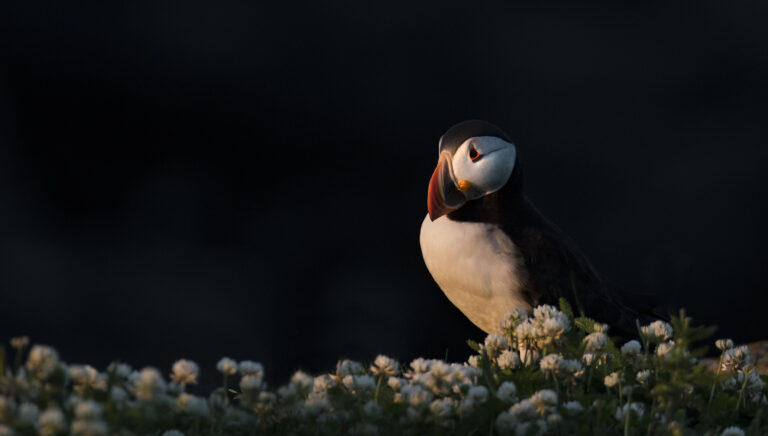 An Atlantic Puffin walks amongst the flowers at last light
