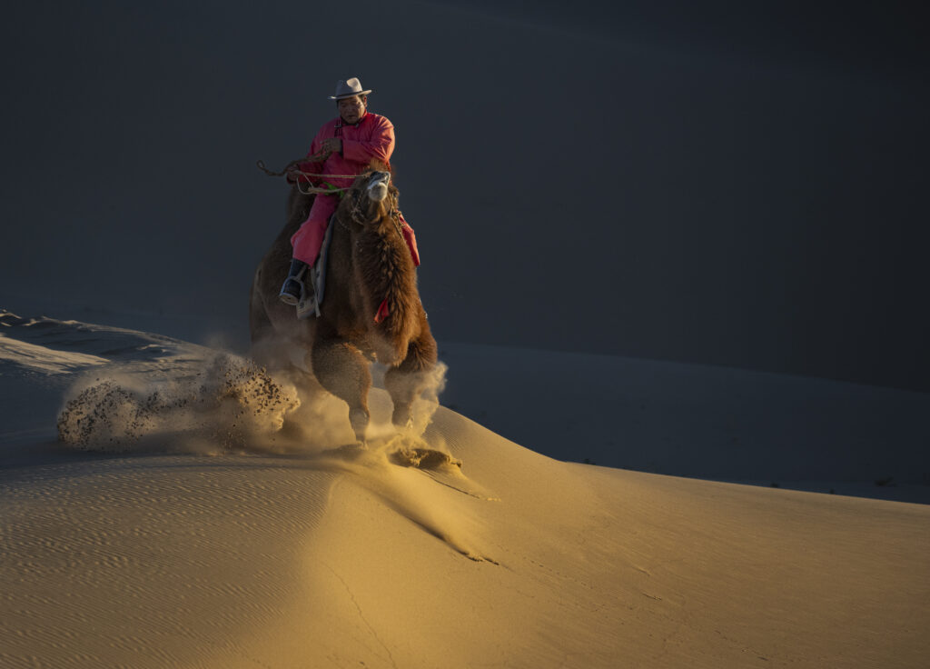 Camel herder in Mongolia racing down the sand dunes in the Gobi Desert