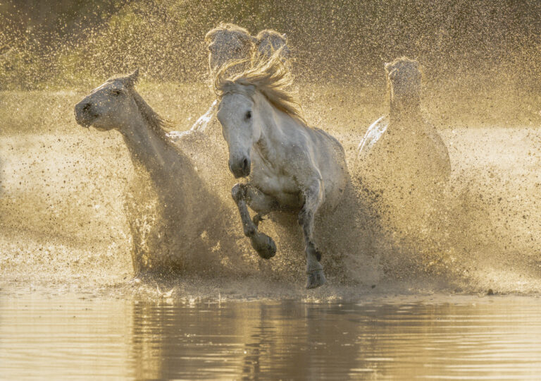 Golden hour photo of the Camargue Horses