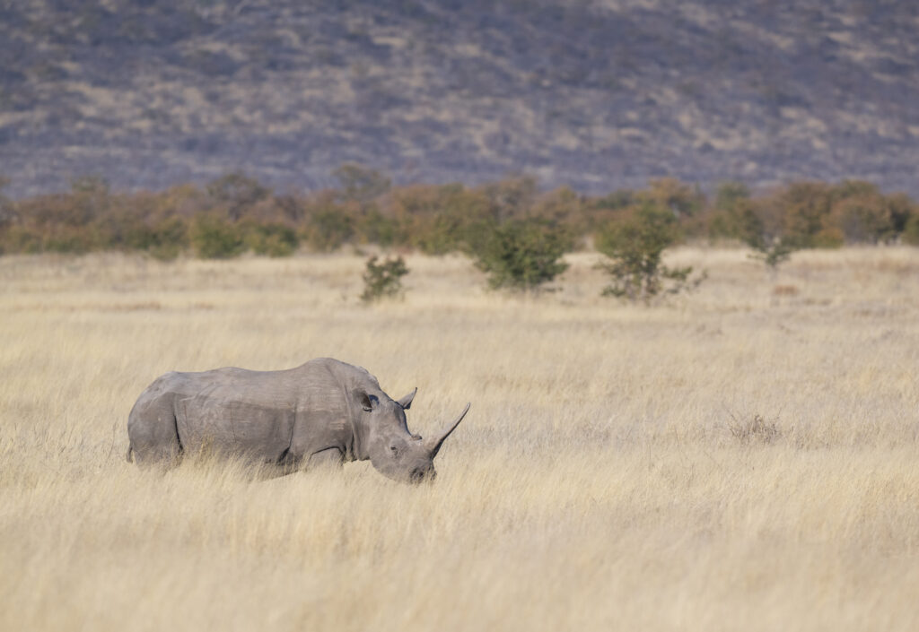 White Rhino in Namibia