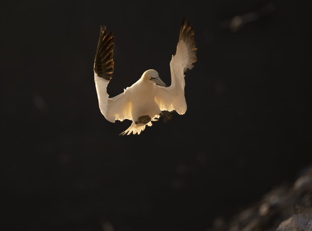 Northern Gannet lands at the their nest at sunset