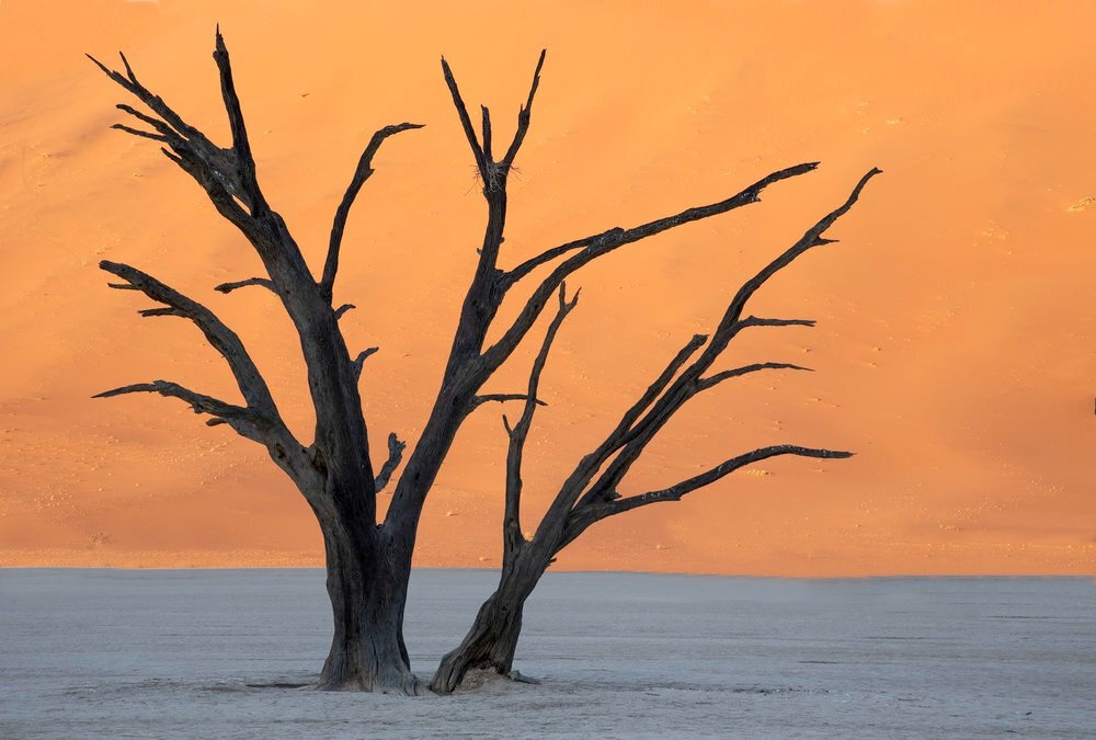 Camel Thorn Tree in Deadvlei
