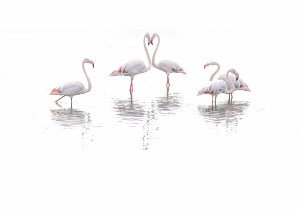 High Key flamingos