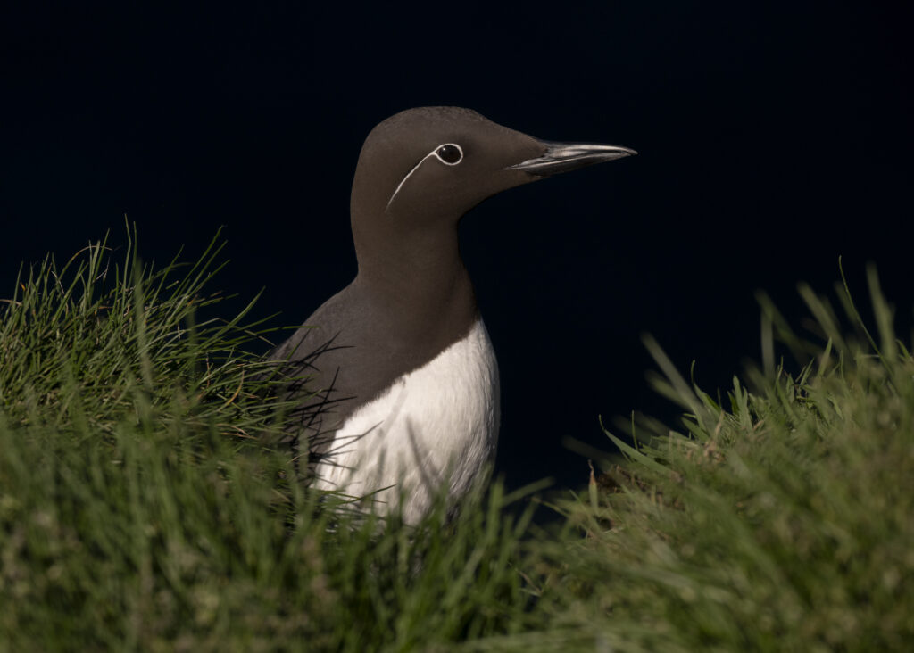 Bridled Common Murre