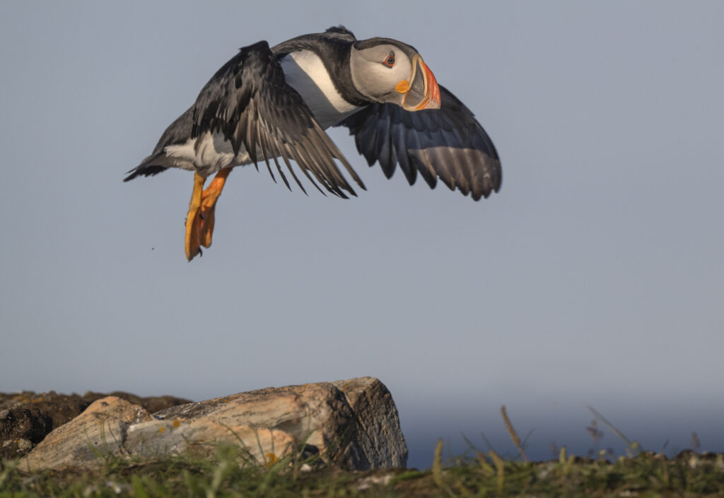 Atlantic Puffin comes in for a landing