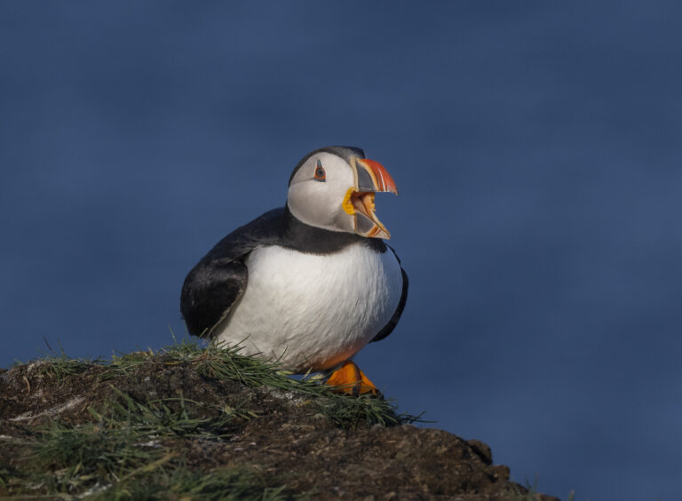 Atlantic Puffin at Elliston