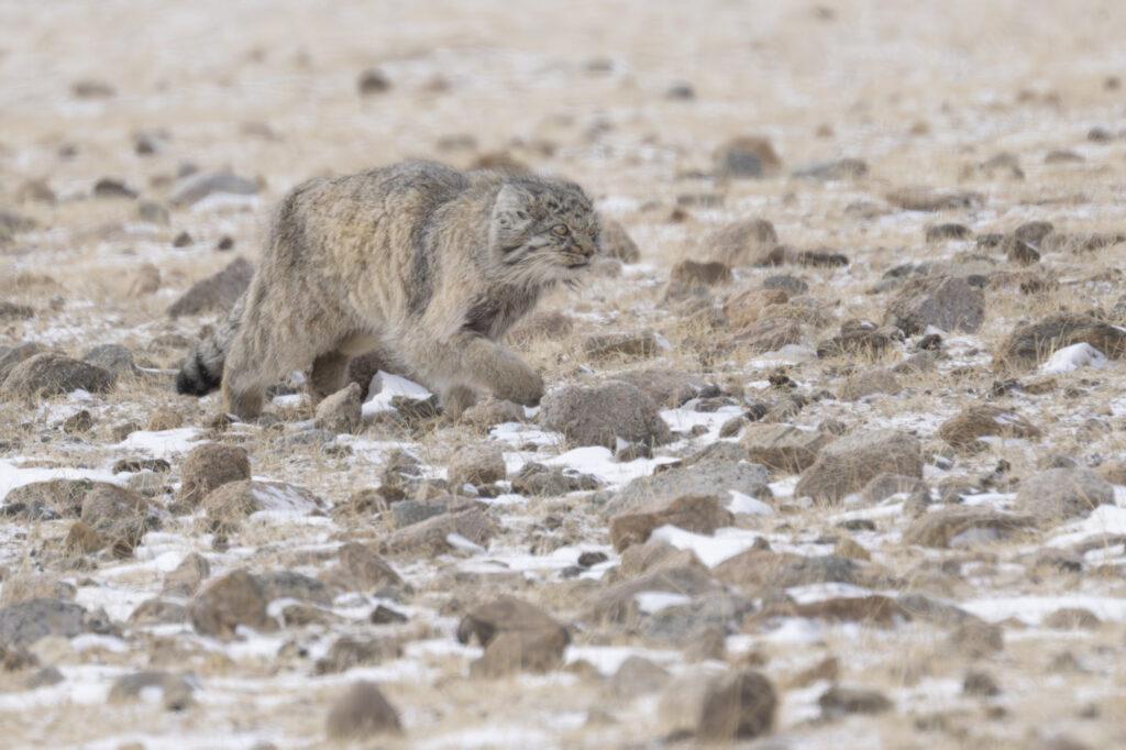 Pallas's cat in Mongolia