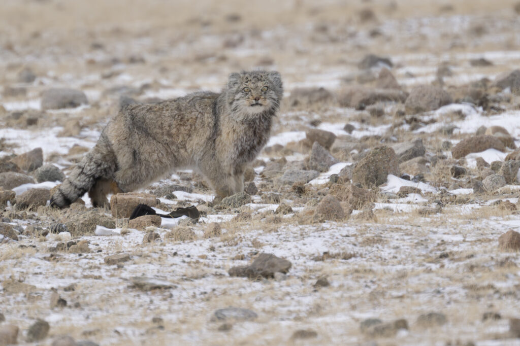 Pallas's cat in Mongolia