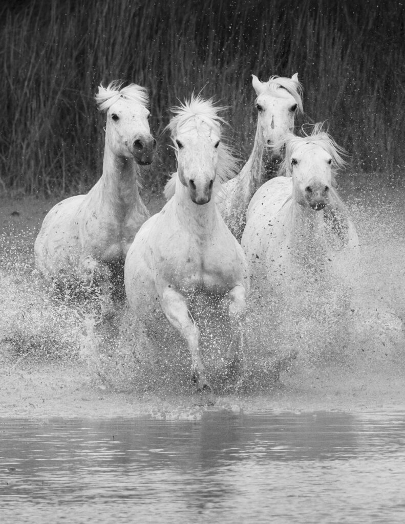 Camargue horses in black and white
