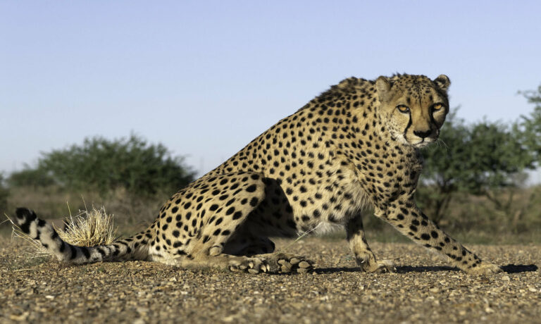 Cheetah in Namibia