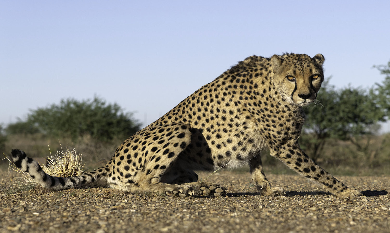 Cheetah in Namibia