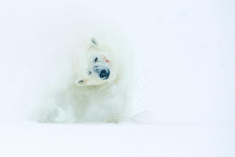 Polar Bear in Spitsbergen