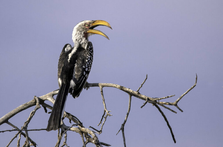 The Southern Yellow-billed Hornbill (Tockus leucomelas)