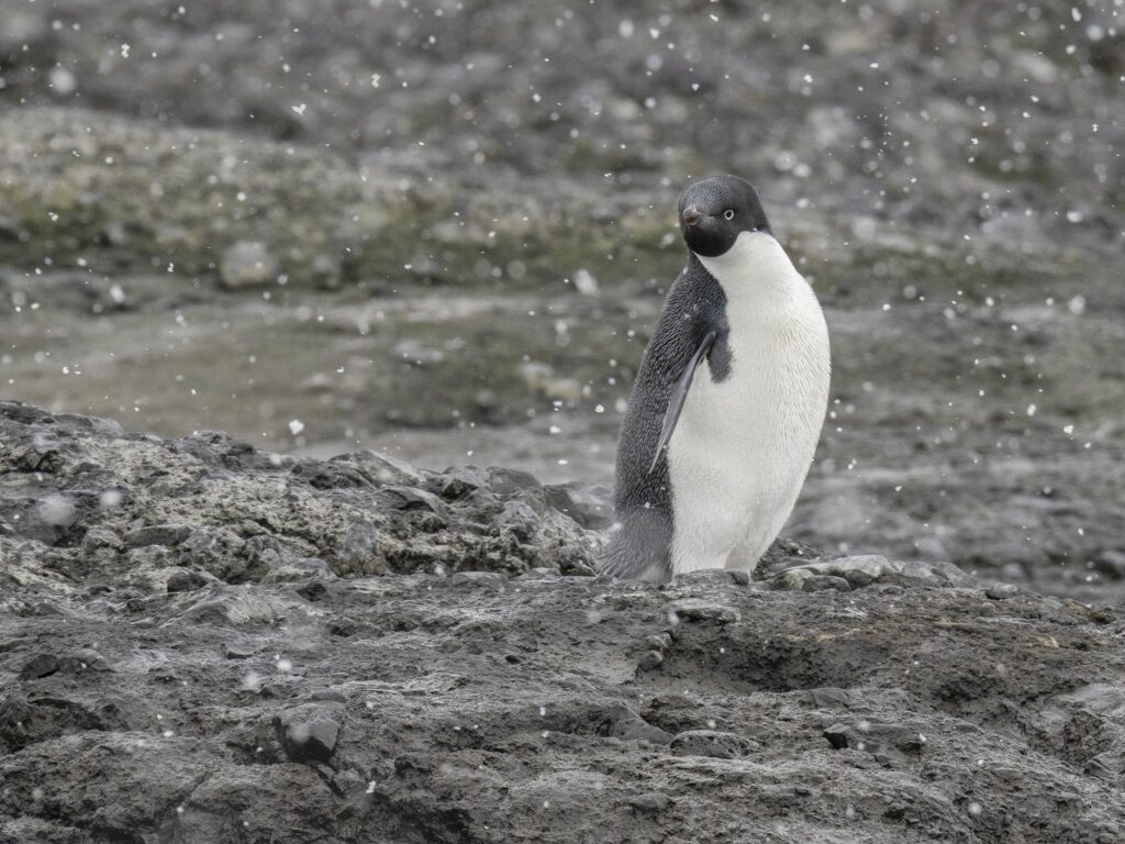 An Adelie penguin stands on a rocky shoreline as the snow begins to fall in Antarctica.