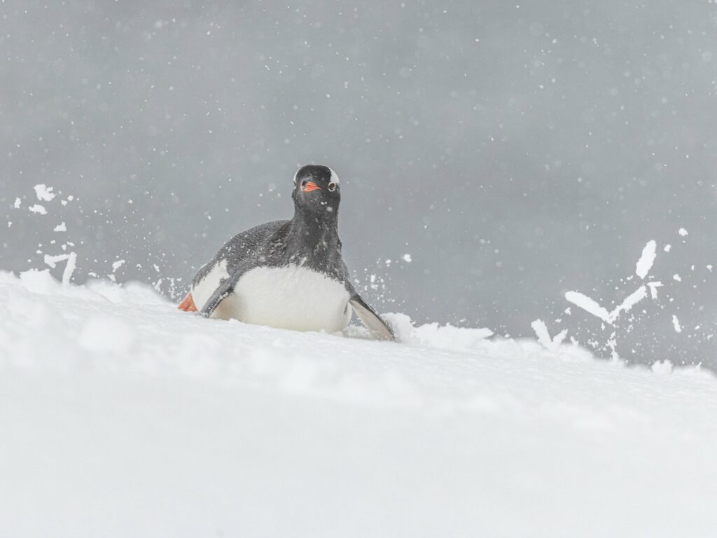 A Gentoo penguin bely slides down a hill in Antarctica.