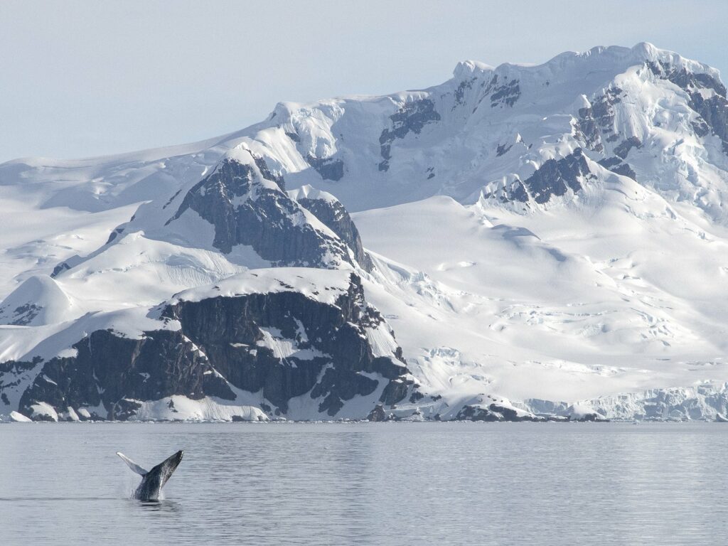 A Humpback whale breaches in front of a mountain in the Gerlach Strait in Antarctica.