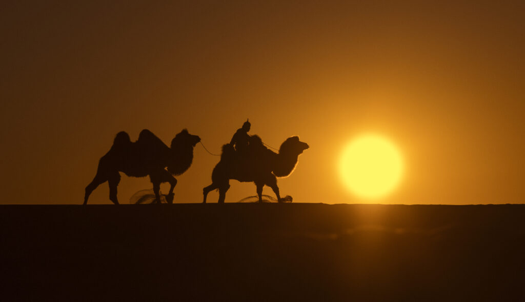 A Camel herder runs on the dunes at sunset
