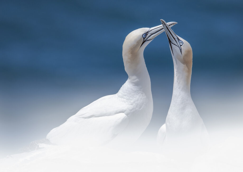 Northern Gannets at Cape St. Marys bird colony