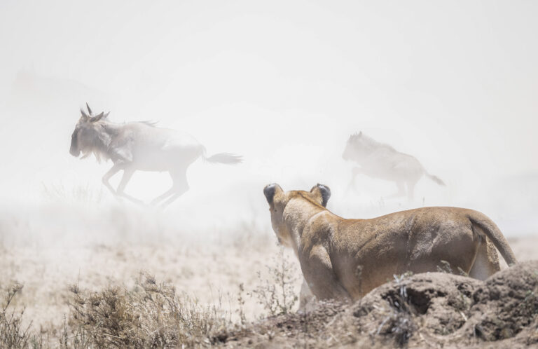 lion hunting wildebeest