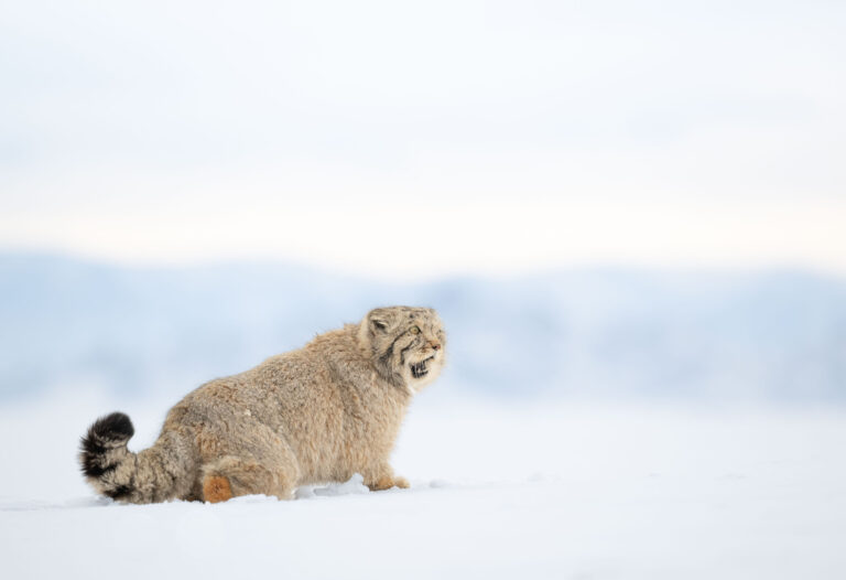 Pallas's cat