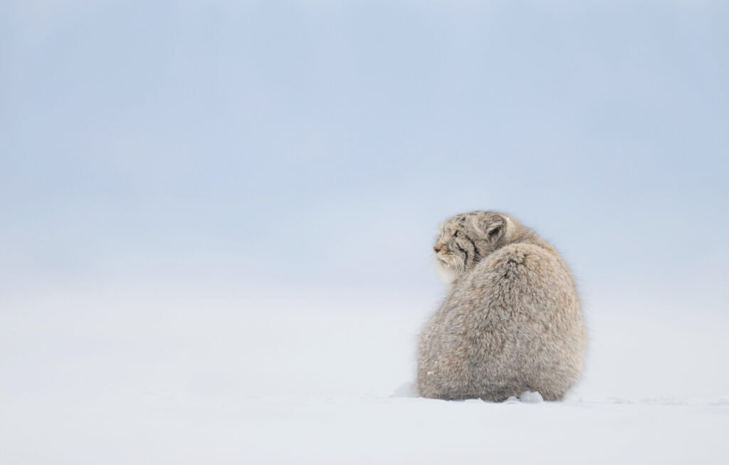 Pallas's cat