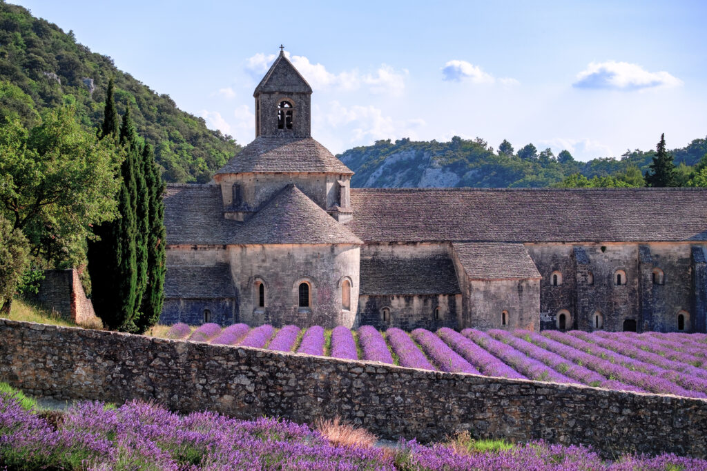 blooming lavender at Senanque monastery