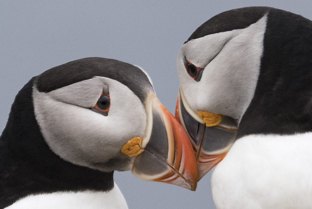 Two Atlantic puffins touching bills in Newfoundland