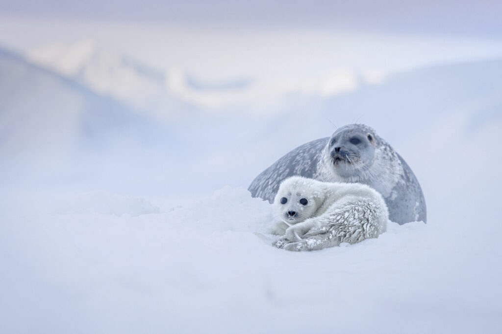 seal pup and mom in spitsbergen