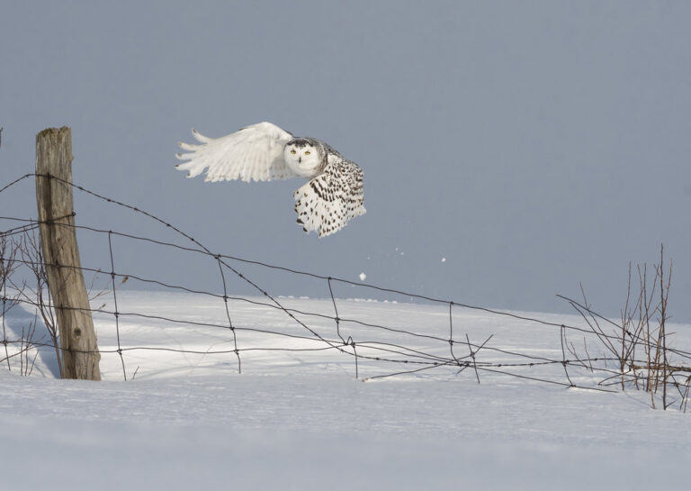 Snowy Owl launching from fence line
