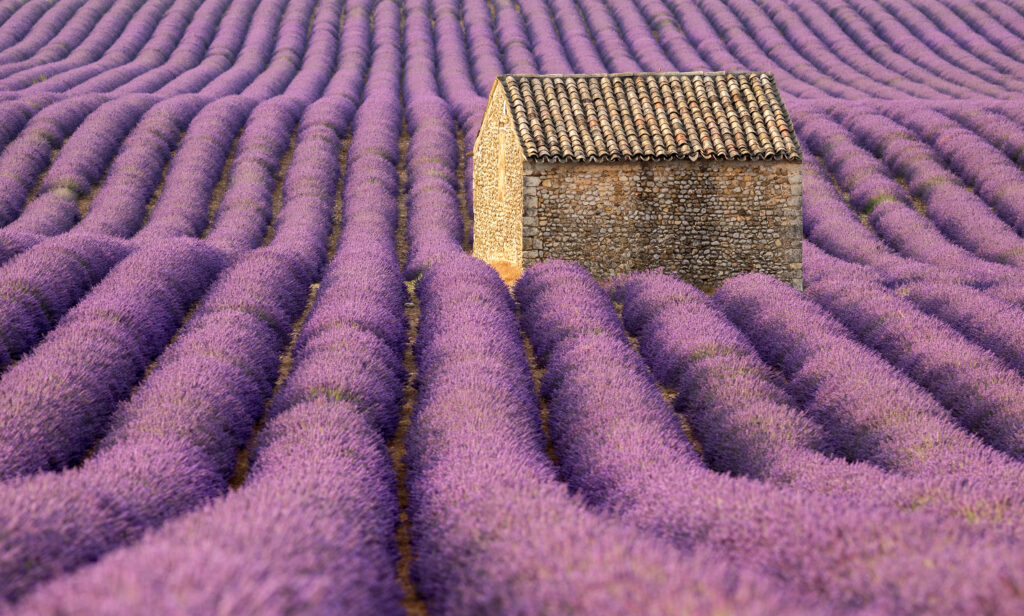 Stone hut in a lavender field