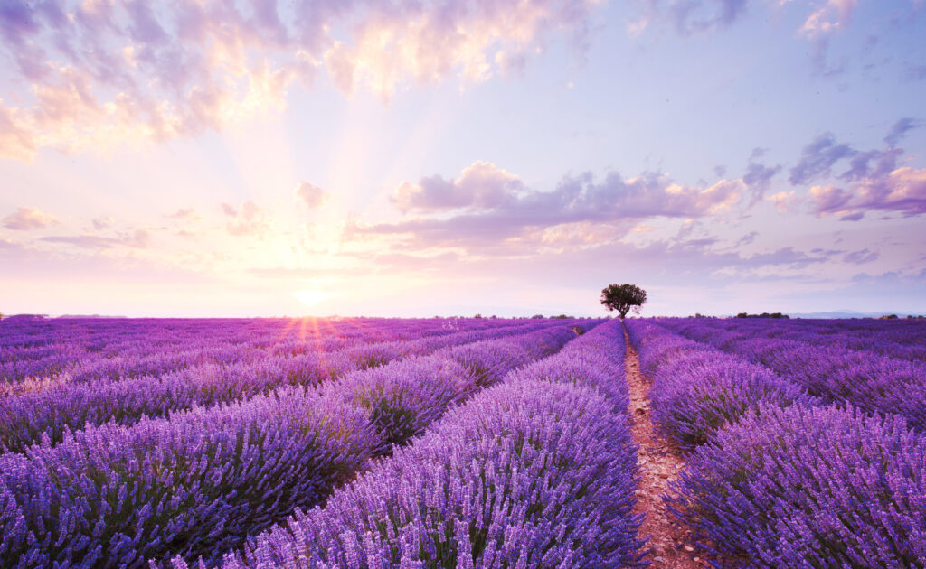 sunrise over the lavender fields