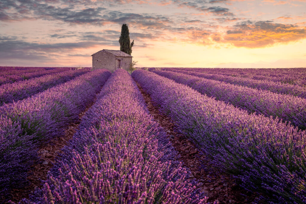 Lavender field with stone hut in Provence